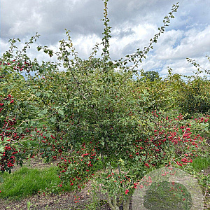 Crataegus monogyna 200-250 cm draadkluit meerstammig 160-180 cm diameter