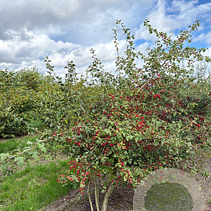 Crataegus monogyna 200-250 cm draadkluit meerstammig 160-180 cm diameter
