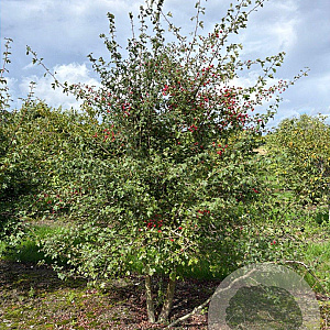 Crataegus monogyna 200-250 cm draadkluit meerstammig 160-180 cm diameter
