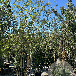 Crataegus media 'Paul's Scarlet' 300-350 cm draadkluit meerstammig