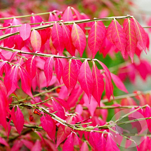 Euonymus alat. 'Blade Runner' 30-40 cm 10L