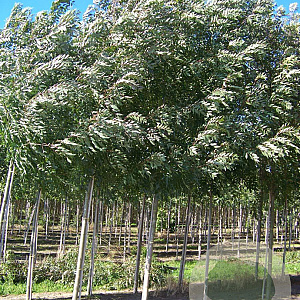 Fraxinus ang. 'Raywood' 14-16 HO draadkluit
