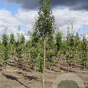 Fraxinus ang. 'Raywood' 14-16 HO draadkluit