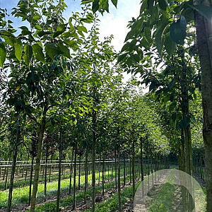 Fraxinus e. 'Altena' 14-16 HO draadkluit