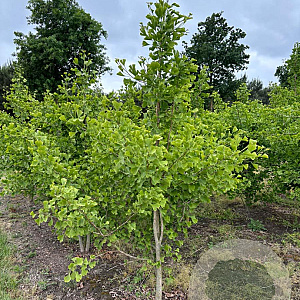 Ginkgo biloba 250-300 cm draadkluit solitair