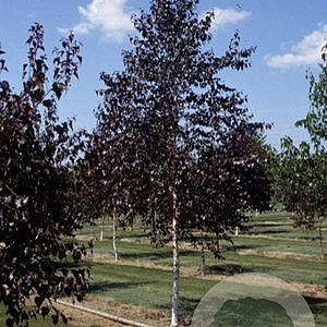 Betula Royal Frost 200-250 cm met kluit