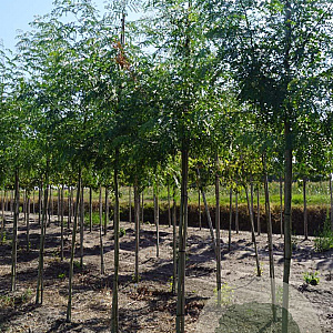 Gleditsia triac. 'Draves' 10-12 HO draadkluit