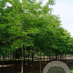 Gleditsia triac. 'Sunburst' 18-20 HO draadkluit