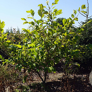 Hamamelis int. 'Jelena' 200-250 cm draadkluit struik