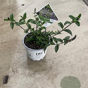 Buddleja 'Blue Chip' GM C3