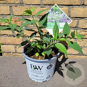 Buddleja 'Blue Chip' GM C3