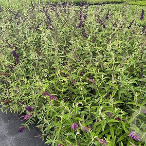 Buddleja d. 'Black Knight' 40-60 cm 3,0L