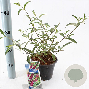 Buddleja d. 'Royal Red' 30-40 cm 2,0L