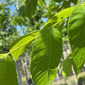 Juglans nigra 8-10 HO draadkluit