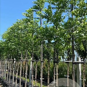 Juglans nigra 8-10 HO draadkluit