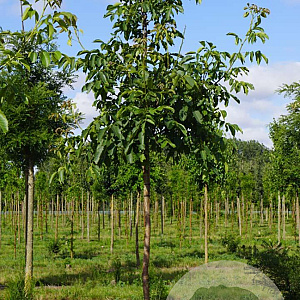 Juglans r. 'Broadview' 16-18 HO draadkluit