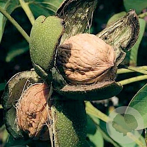 Juglans r. Giesenheim 139 6-8 HO draadkluit