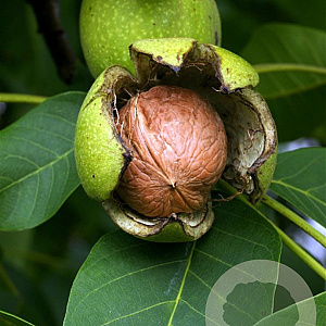 Juglans r. Weinheimer Walnuss 8-10 HO draadkluit