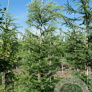 Larix kaempferi 12-14 HO draadkluit geveerd