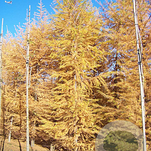 Larix kaempferi 16-18 HO draadkluit geveerd
