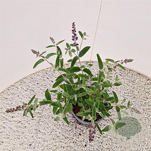 Buddleja Free Petite Blue Heaven 25-30 cm 2,5L