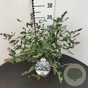 Buddleja Free Petite Blue Heaven 25-30 cm 2,5L