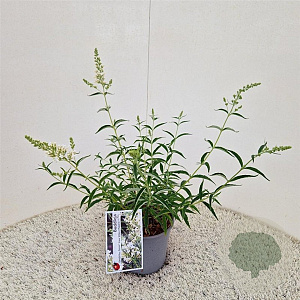 Buddleja Free Petite Snow White 25-30 cm 2,5L