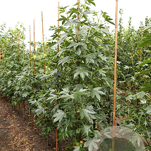 Liquidambar s. 'Paarl' 8-10 HO draadkluit geveerd