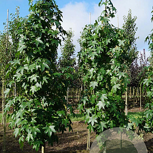 Liquidambar s. 'Simone' 12-14 HO draadkluit geveerd