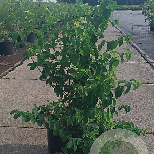 Lonicera xylosteum 80-100 cm 10L