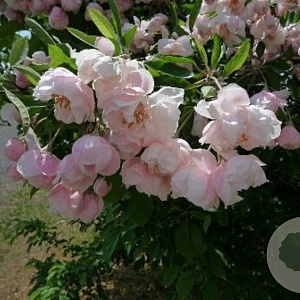 Malus coronaria 'Charlottae' 8-10 HO draadkluit