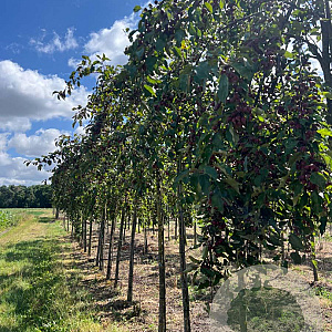 Malus 'D.V.P. Obel' 12-14 HO draadkluit