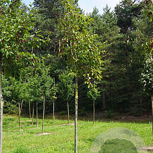 Malus 'D.V.P. Obel' 16-18 HO draadkluit