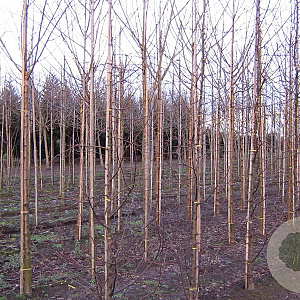 Malus 'Professor Sprenger' 8-10 HO draadkluit