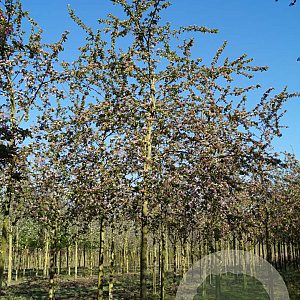 Malus 'Red Sentinel' 20-25 HO draadkluit
