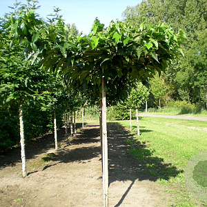 Morus alba 'Fruitless' 14-16 HO draadkluit dakvorm 240 cm stam