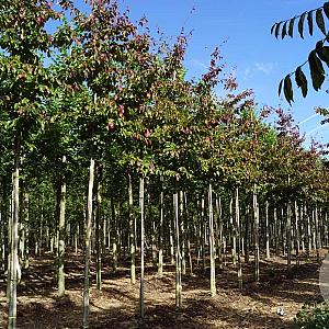 Parrotia persica 'Bella' 10-12 HO draadkluit
