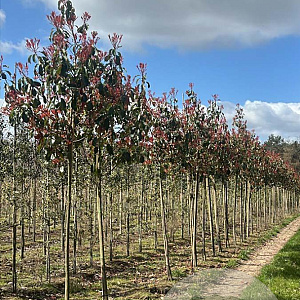 Photinia fraseri 'Red Robin' 12-14 HO draadkluit