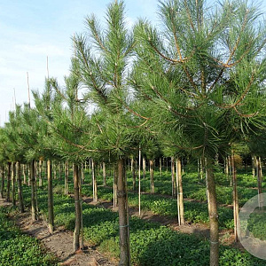 Pinus nigra nigra 20-25 HO draadkluit