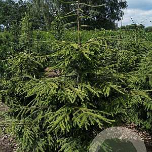 Picea orientalis 'Aureospicata' 300-350 cm draadkluit solitair