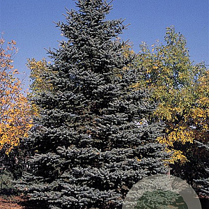Picea pungens 250-300 cm draadkluit solitair