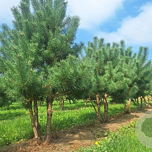 Pinus sylvestris 150-175 cm draadkluit meerstammig 80-100 breed