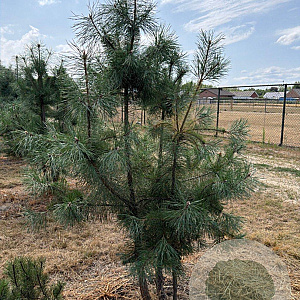 Pinus sylvestris 175-200 cm draadkluit meerstammig 200-250 diameter