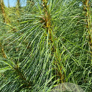 Pinus wallichiana 300-350 cm draadkluit solitair