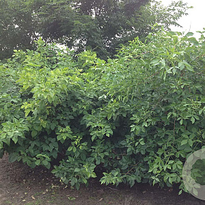 Poncirus trifoliata 175-200 cm draadkluit struik op Stam