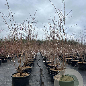Prunus 'The Bride' 125-150 cm 40L meerstammig