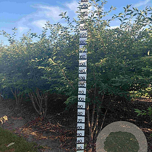 Prunus 'The Bride' 200-250 cm draadkluit meerstammig 160-180 cm diameter