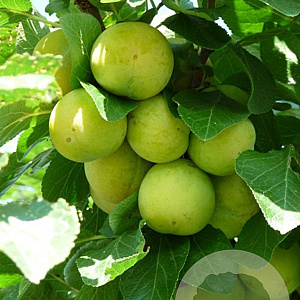 Prunus d. Stor Grön Reine Claude 10-12 HA draadkluit