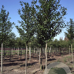 Prunus l. 'Caucasica' 18-20 HO draadkluit