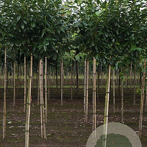 Prunus l. 'Novita' 16-18 HO draadkluit